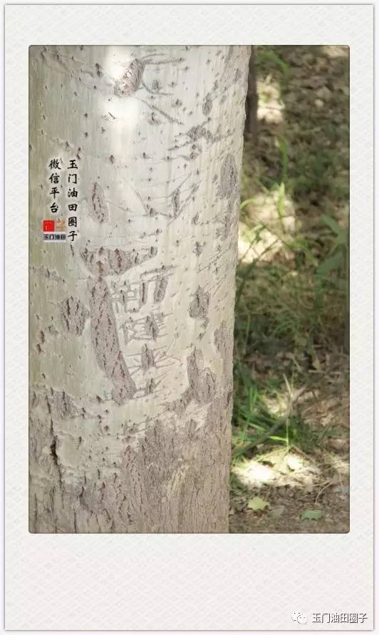 关注桃树流胶病，亦被称作疣皮病，是一种在桃树生产中常见的枝干病害。流胶处树皮肿胀且粗糙，出现龟裂，伤口难以愈合。用溃腐灵60～100倍液对全园进行喷雾，特bie是在开花前(花露红期)使用靓果安500倍液喷洒一遍。