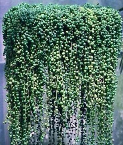 什么是四季常绿的草本植物？