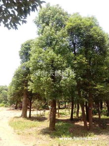 八月的香樟树播种， 一场时间差的冒险