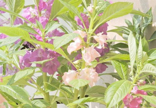 庭院种植凤仙花在染色应用中需要注意哪些养护难题？