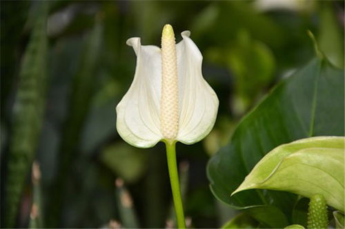 蟹掌莲如何进行科学养殖？有哪些种植技巧需要注意