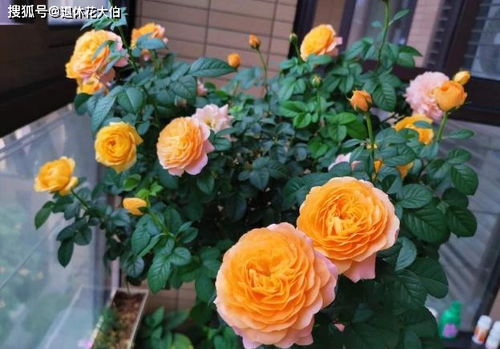 一、地域性彳艮重要