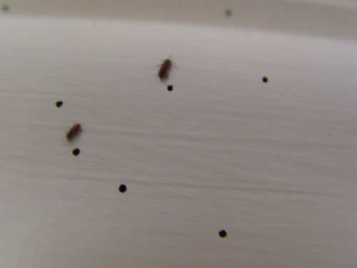 跳蚤之苦，谁Neng懂？