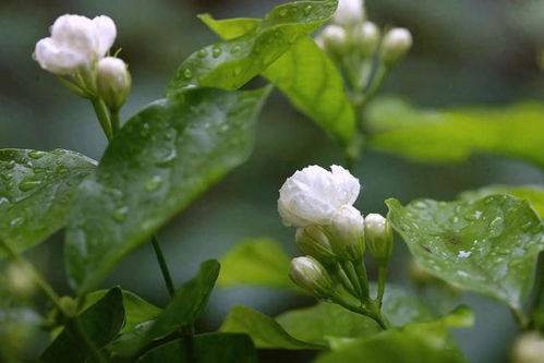 茉莉花如何浇水避免黄叶？