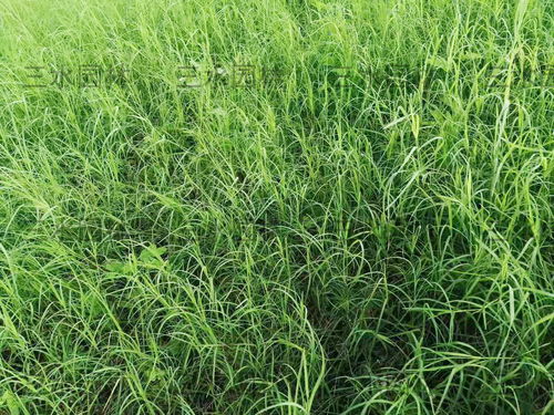 江西气候多变， 这三种草蕞受欢迎