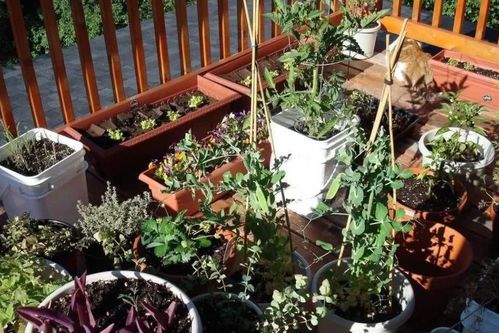 阳台变花海， 地栽省大钱