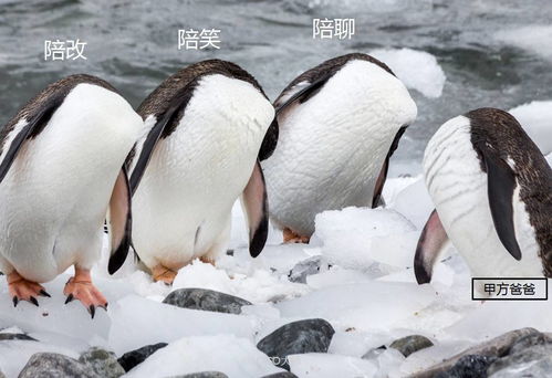 揭秘鹅的身高极限：最高记录下的企鹅到底有多高？