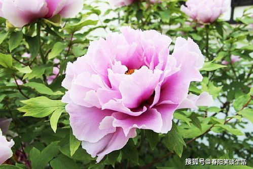 牡丹花真实图片大收集，哪种最好看