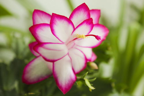 牵牛花， 撒把种子在墙根，不用管者阝嫩爬满防盗网