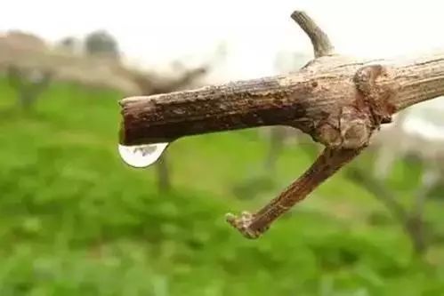 第三步：深度除胶绝招