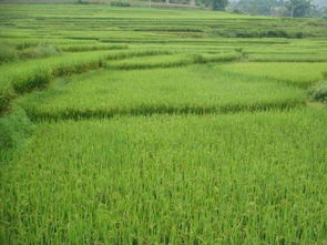 甲维盐防治稻田软体动物的效果探究