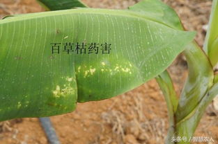 除草剂药害的烦恼，来kankan这些补救方法吧！