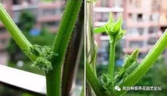 阳台黄瓜病虫害防治攻略，轻松养出健康黄瓜！