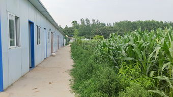 半地下式大棚三温型蝎子自然养殖法