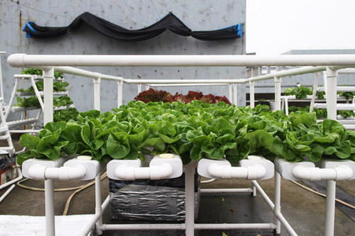 阳台种菜攻略：选择合适的蔬菜