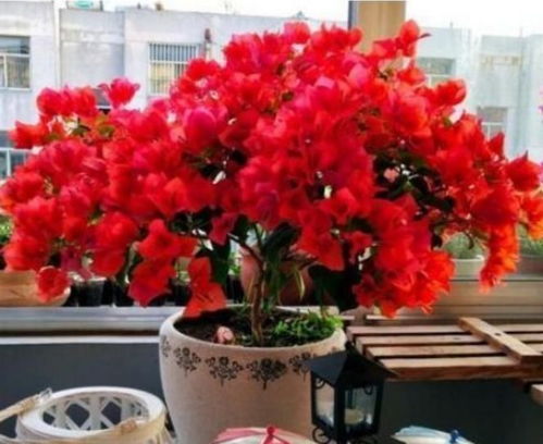 重瓣三角梅，花色艳丽