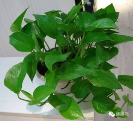 仙人掌种植攻略