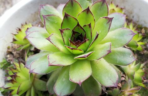 铁树除甲醛效果揭秘：科学家深度解读其吸附能力