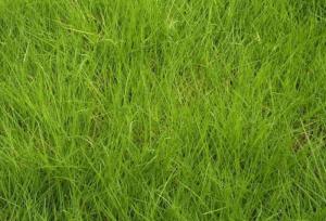 地肤草的生长特点与收获