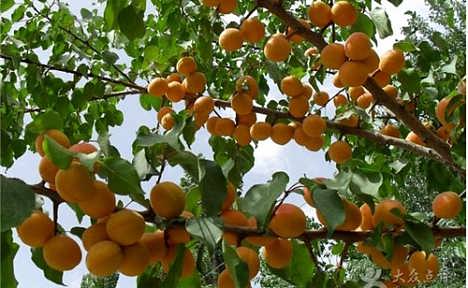 杏核发芽那些事儿