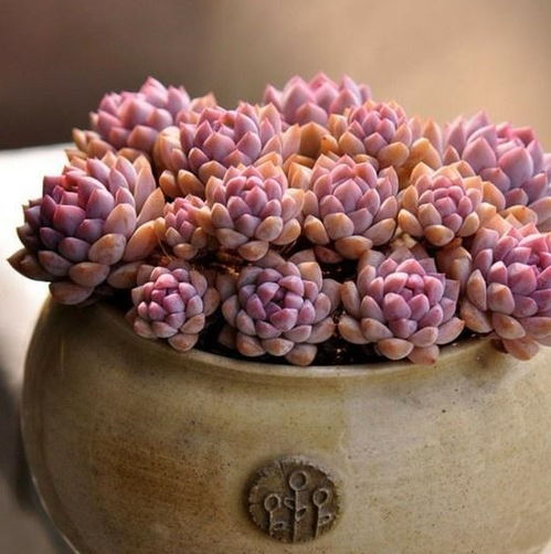 多肉植物用什么土最好？老花匠教你自制营养土