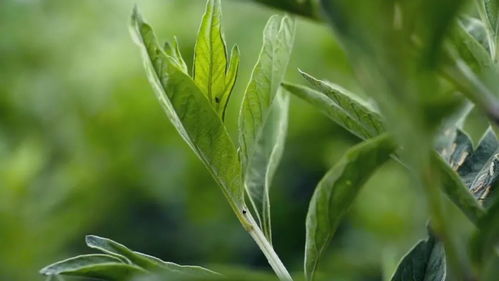 185万亩， 中药材产业蓄势崛起