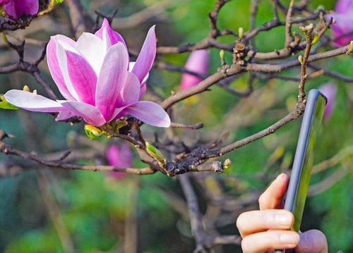 红玉兰是常见观花树种