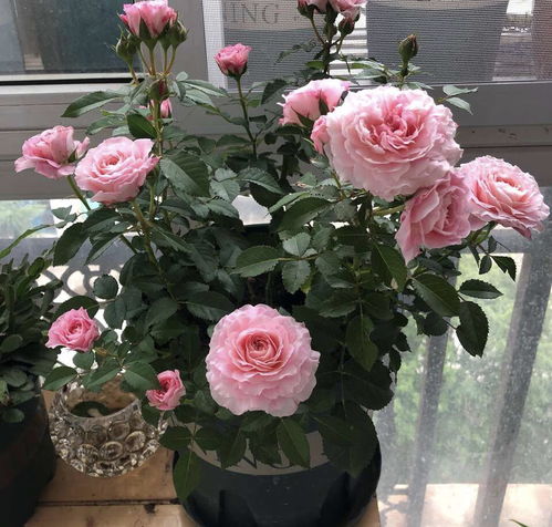 月季根系爆满的秘诀：快来学一学