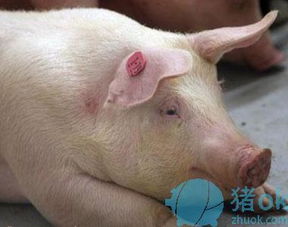 猪背注射法，如何避免猪应激反应