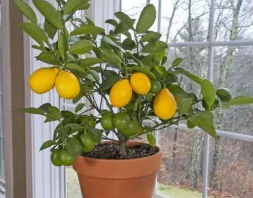 草莓、 柠檬等观果花卉，美观又实用