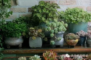 多肉植物也美丽