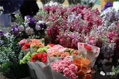 斗南花卉，花中瑰宝