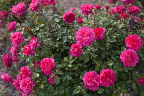 痴迷花花草草，月季让我爱不释手