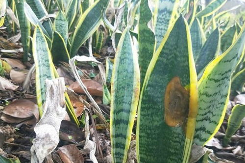 草坪变黄，这罪魁祸首到底是谁？