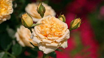 月季叶子发黄脱落， 原因及处理方法大揭秘