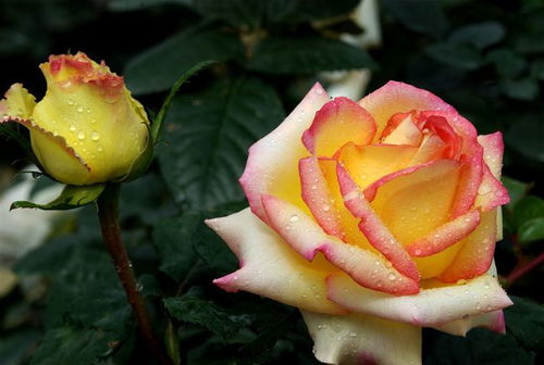 土壤配比：如何让月季茁壮成长