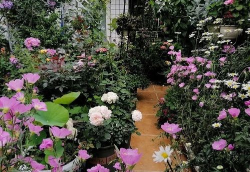 红色大花植物的魔力