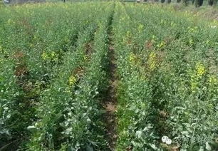 除草剂，到底是个啥？