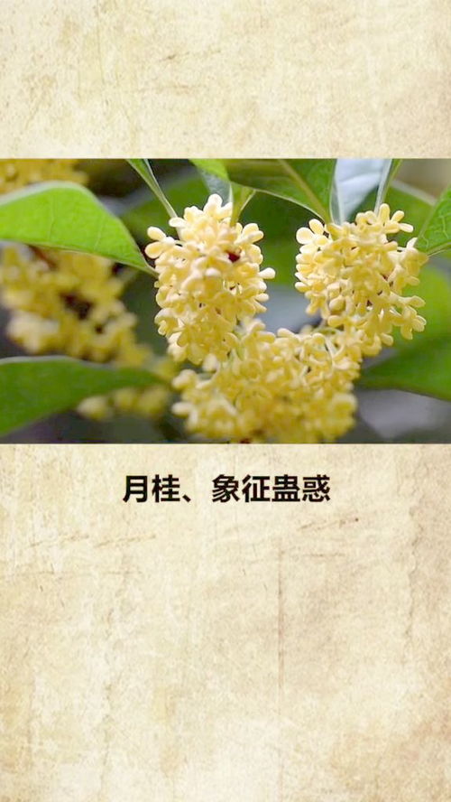 世界上花语最冷漠的花，你知道有几种