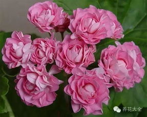 白色花期10月的常见花卉