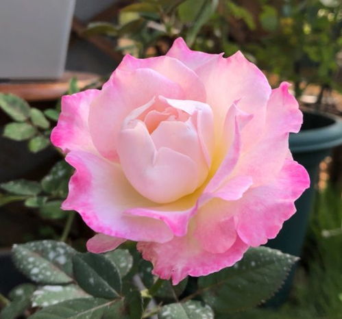 阳台上的小清新：瑞典女王和甜蜜马车