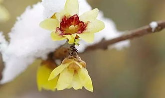 六月雪花期必看！花满枝头秘诀！
