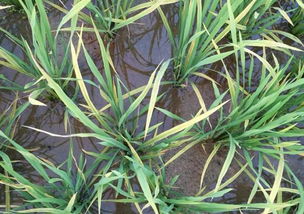 纹枯病， 叶子会有褐色斑点