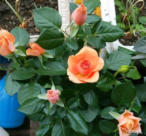 月季杀虫剂喷洒时间与施肥平安期探讨