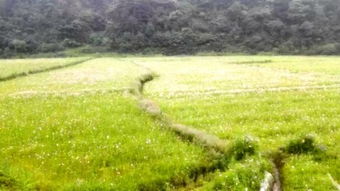 春天里的小黄花