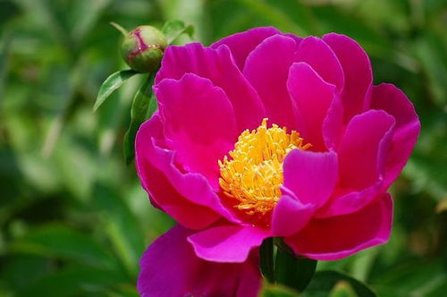 芍药常见病虫害，如叶斑病、锈病等