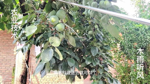 果树施什么肥果子更甜？