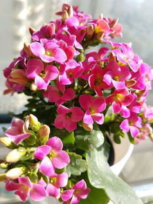 长寿花：冬天里的开花使者