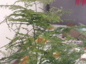 夏季文竹发黄了怎么办？有没有有效的挽救办法
