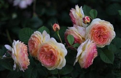 怎么防范盲芽？